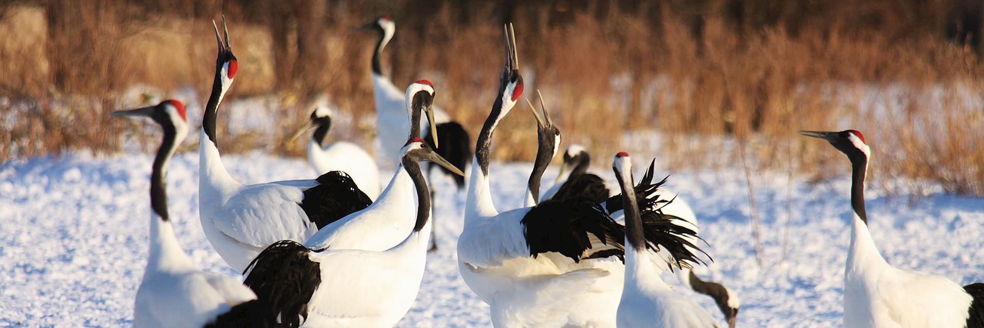 Red Crested Cranes in Kushiro