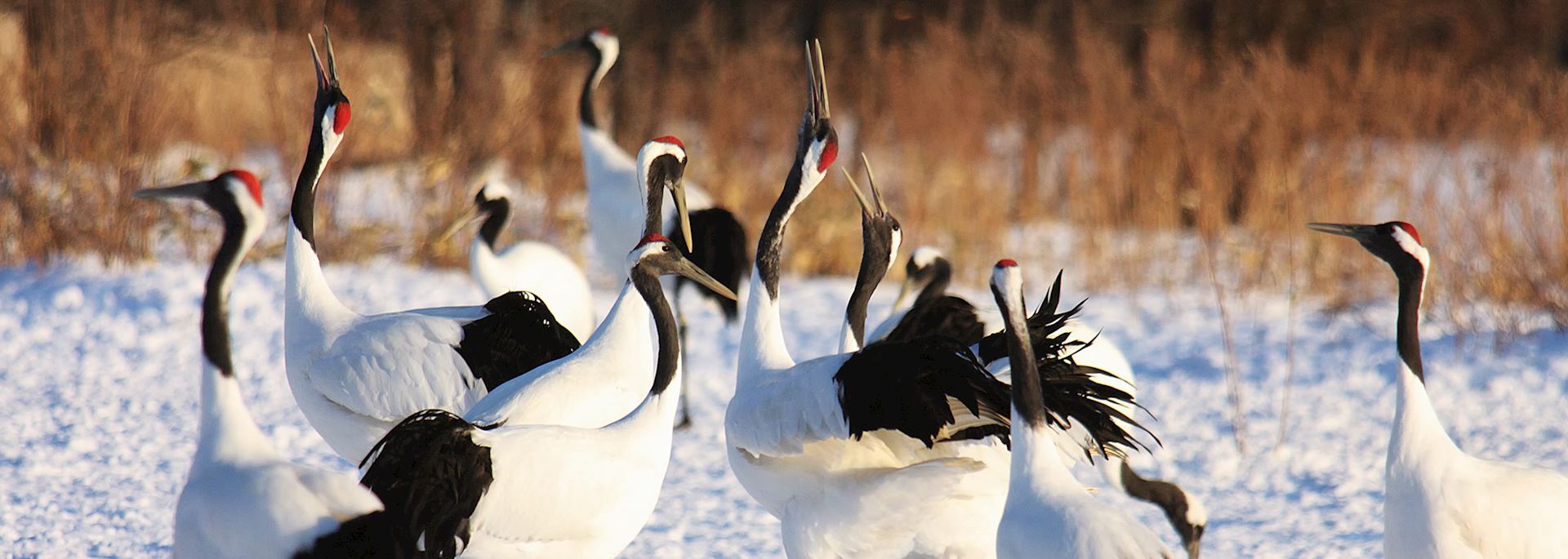 Red Crested Cranes in Kushiro