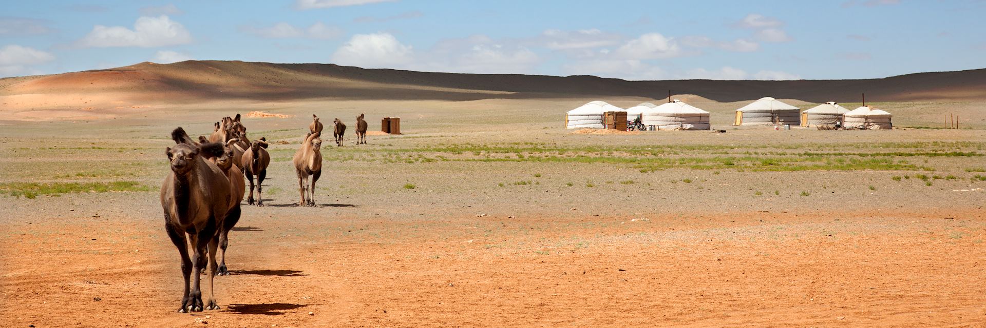 Camels and yurts in the Gobi Desert, Mongolia