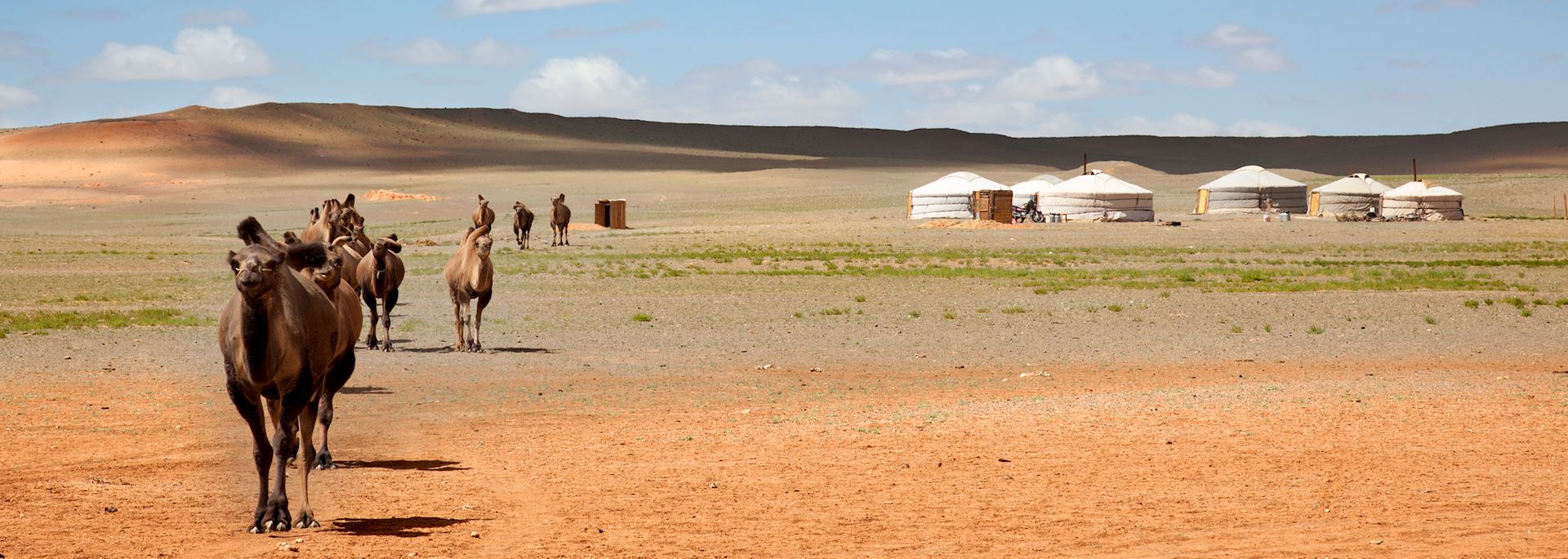 Camels and yurts in the Gobi Desert, Mongolia