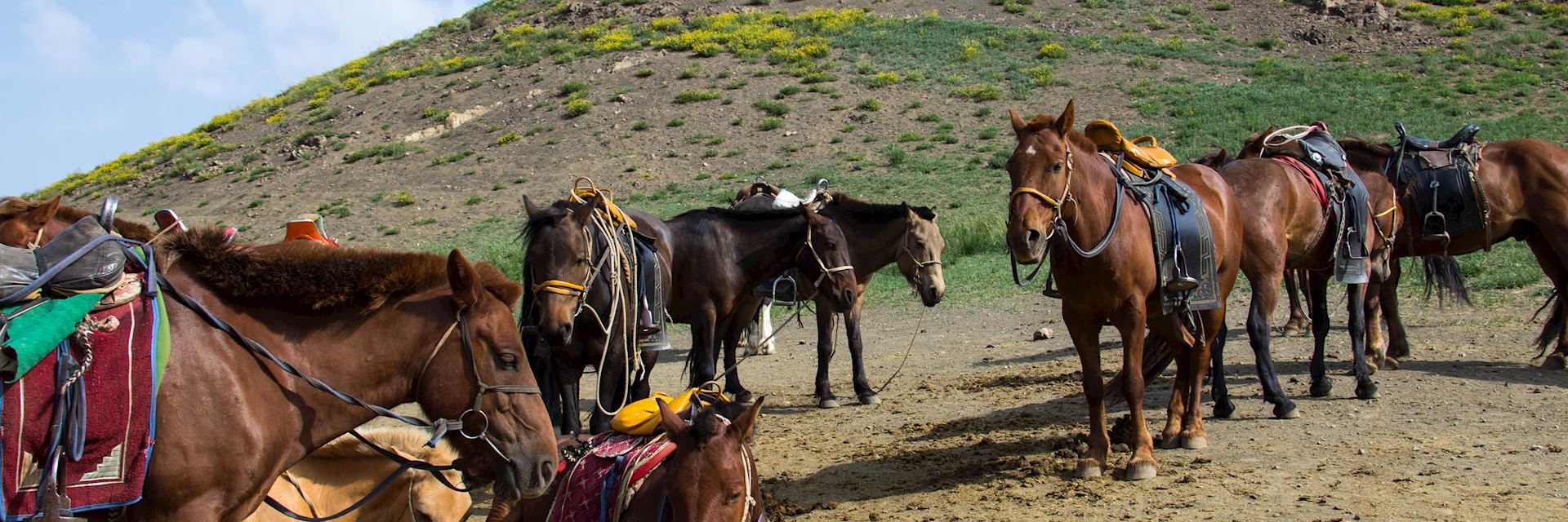 Horses in Gobi Gurvansaikhan National Park