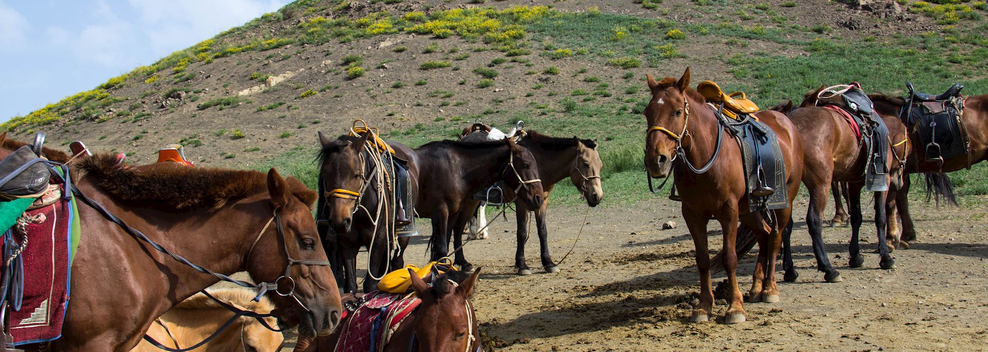 Horses in Gobi Gurvansaikhan National Park