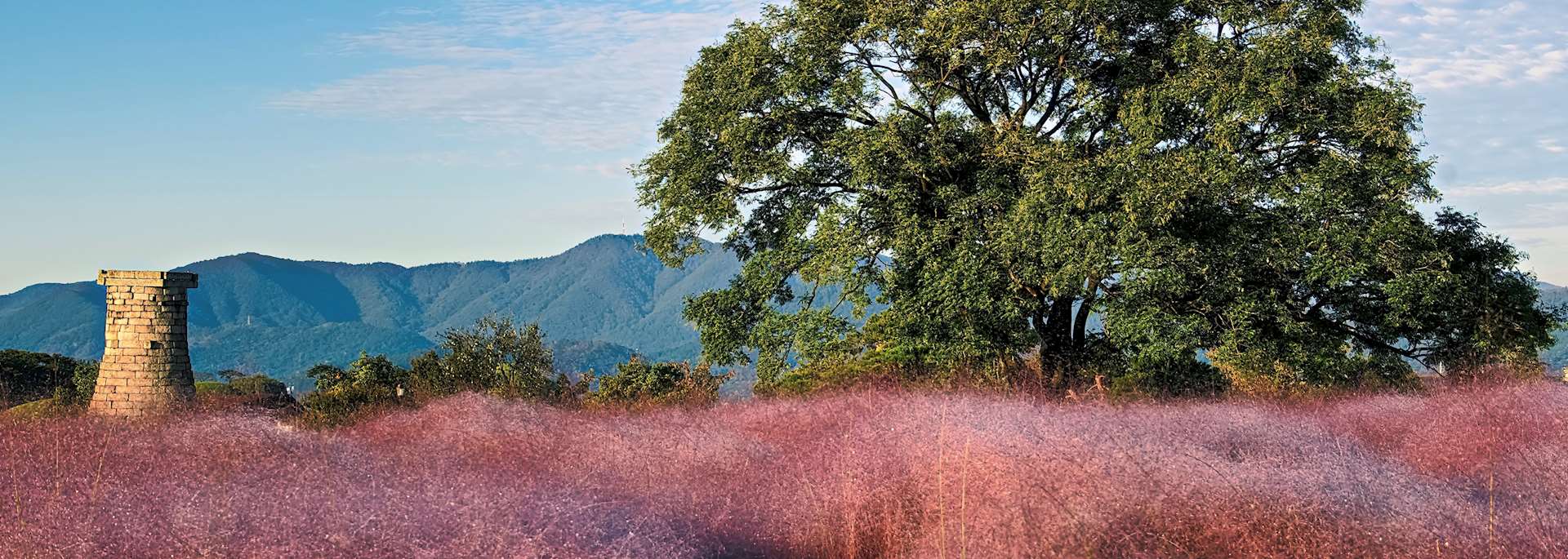 Pink muhly grass, Gyeongju
