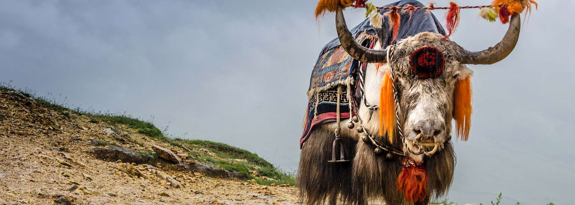 Yak in the Himalaya