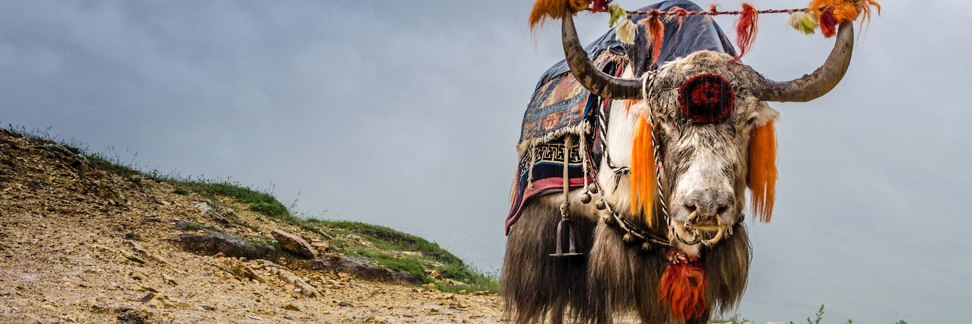 Yak in the Himalaya