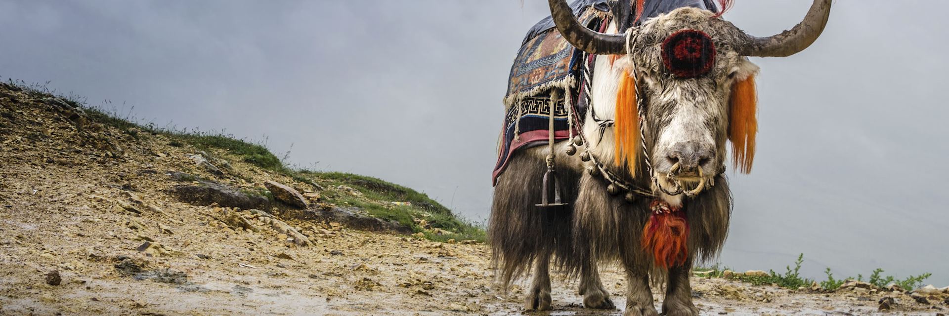 Yak in the Himalayas
