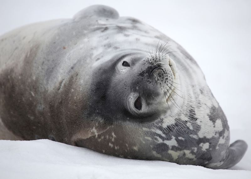 Weddell seal