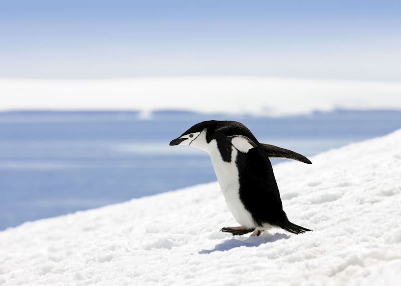 Chinstrap penguin