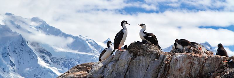 Antarctic shags