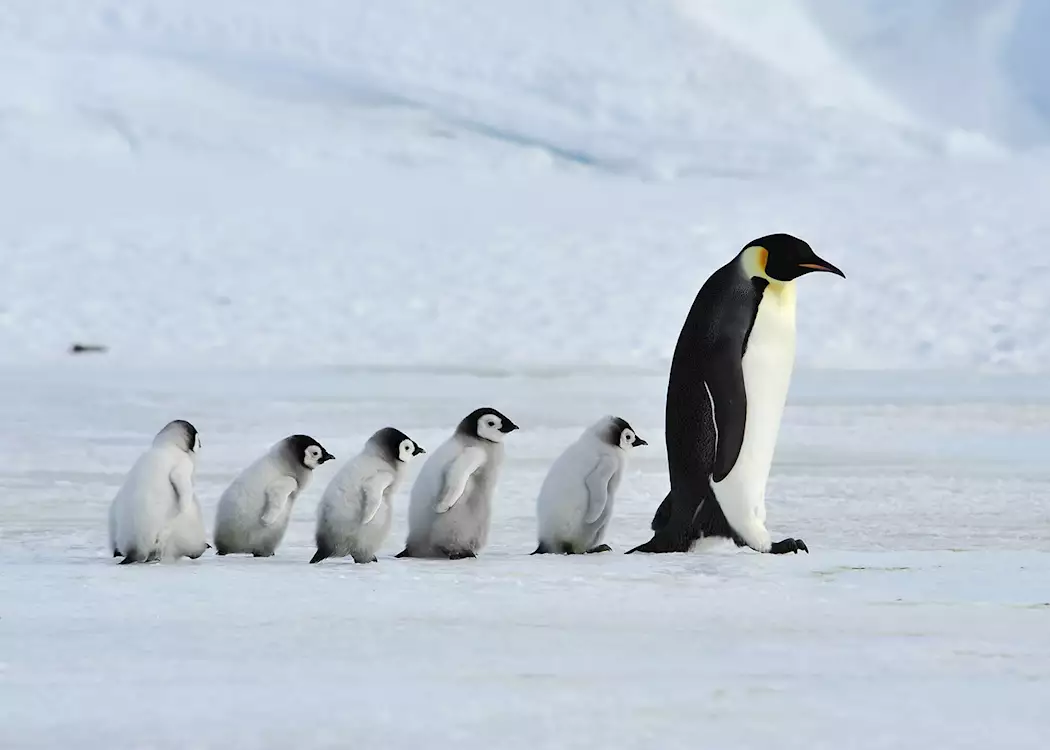Emperor penguin and chicks
