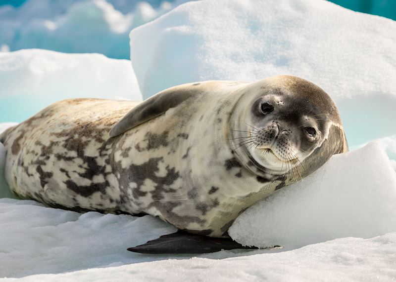 Crabeater seal