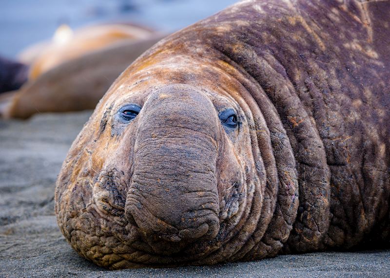 Elephant seal