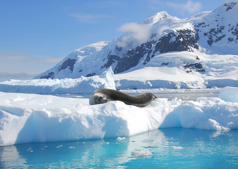 Leopard seal