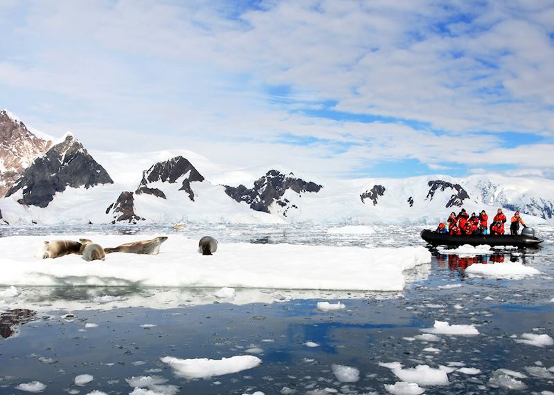 Seal watching from a Zodiac