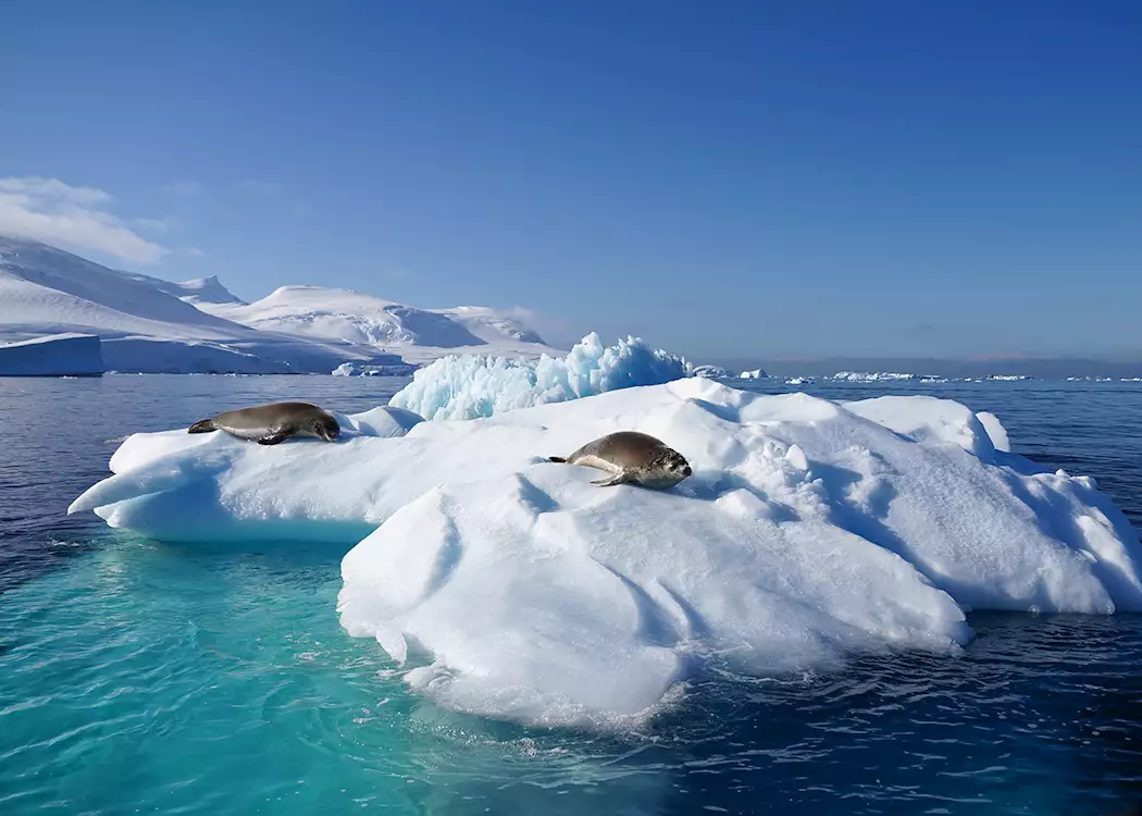 Seals at rest on an ice floe