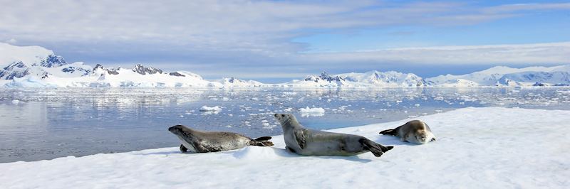 Seals on an ice floe