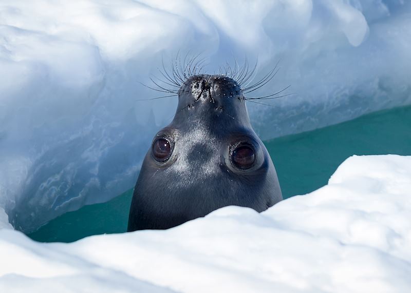 Weddell seal