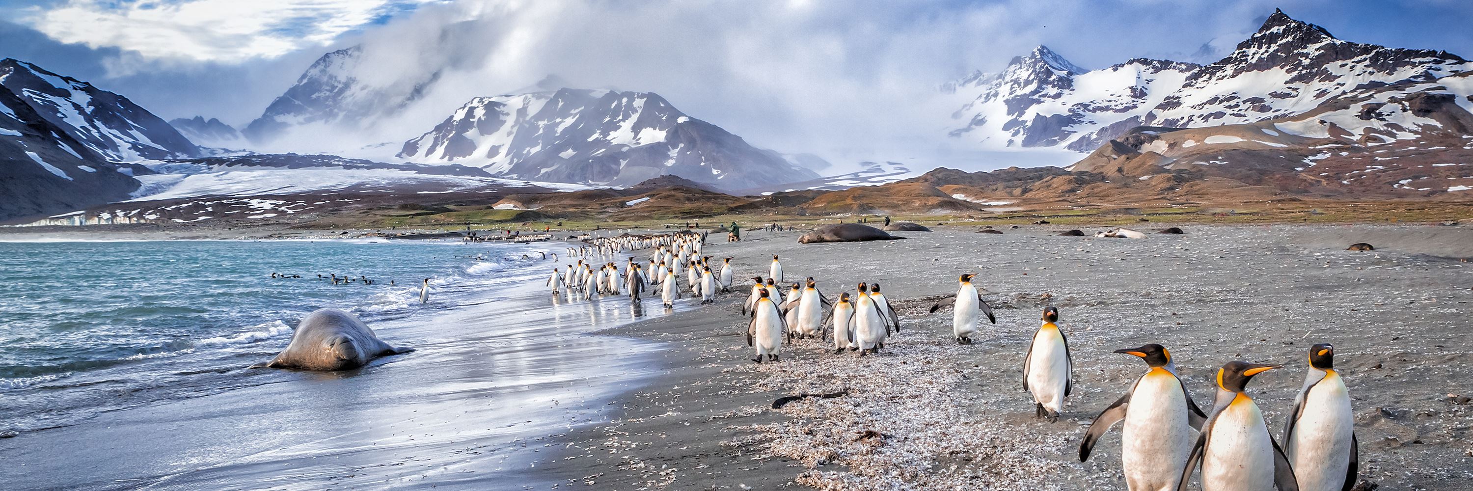 Antarctica's wildlife: penguins, whales & more | Audley Travel