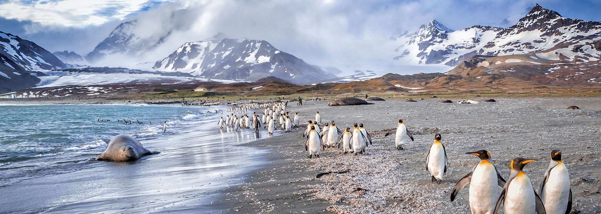 Penguins in South Georgia