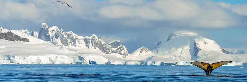 Whale in Antarctica