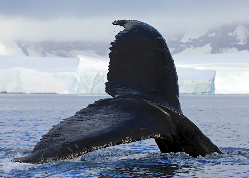 Humpback whale