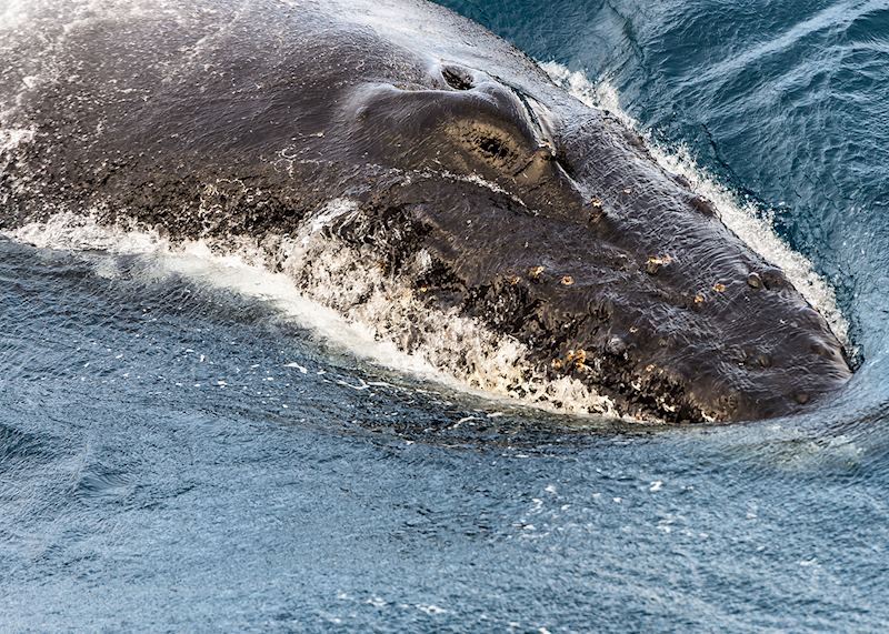 Southern right whale