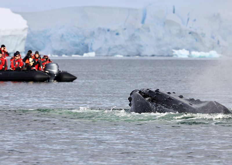 Whale watching from a Zodiac