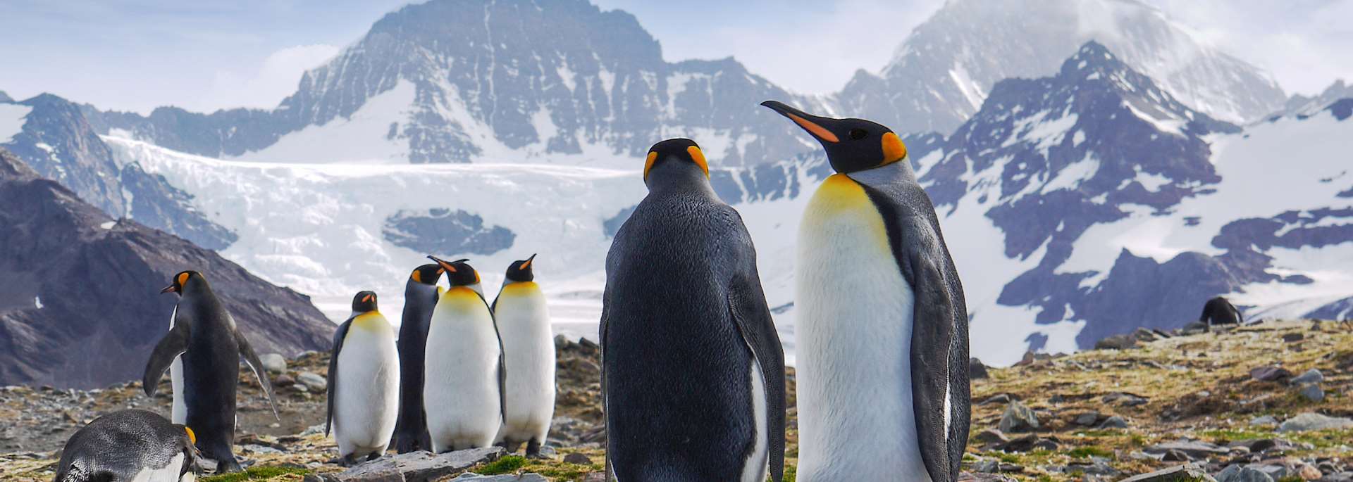 Penguins in Saint Andrew's Bay, South Georgia