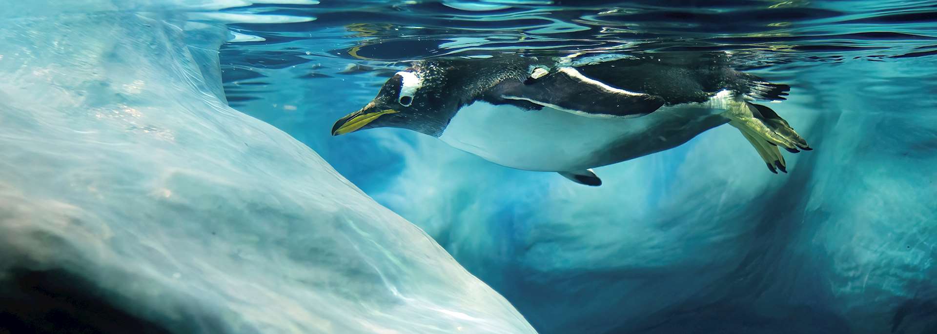 Gentoo penguin