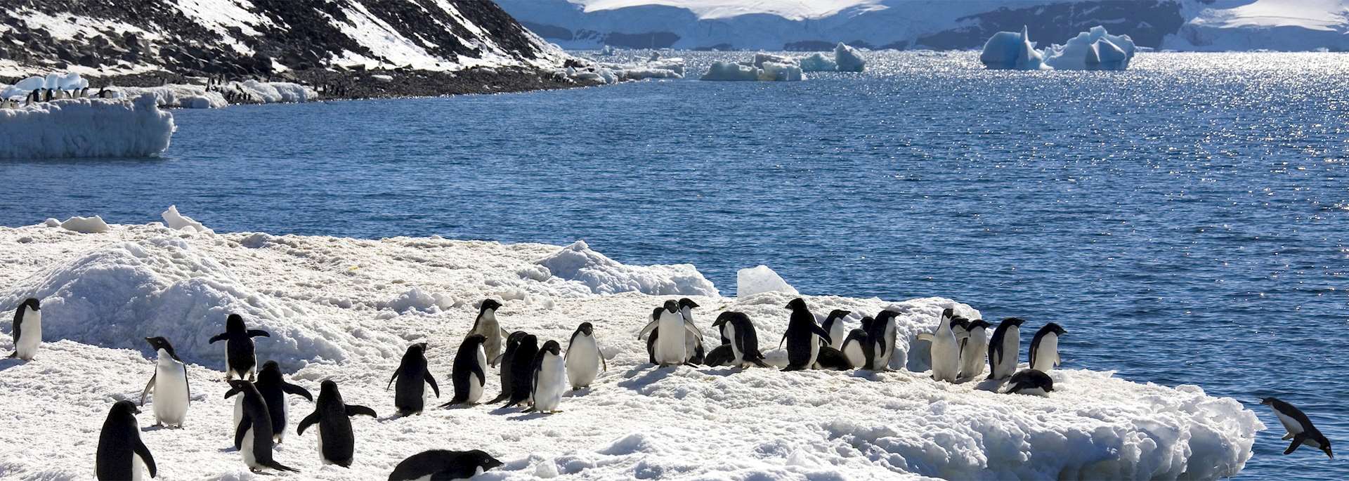 Adélie penguins, Antarctic Peninsula
