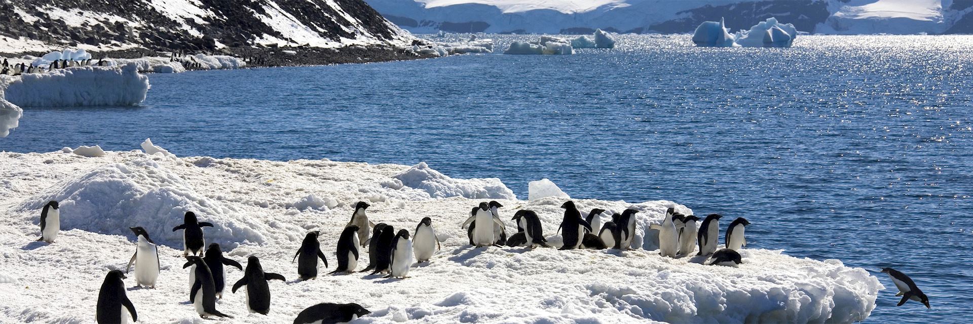 Adélie penguins, Antarctic Peninsula