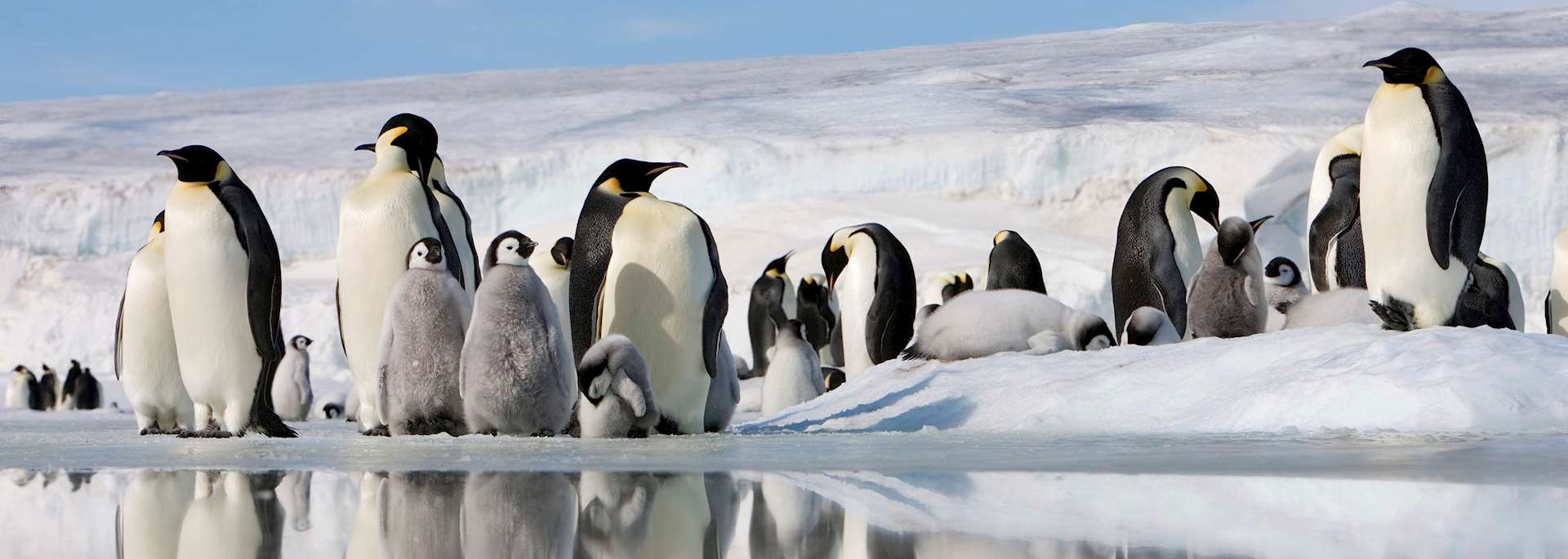 Emperor penguins in Antarctica