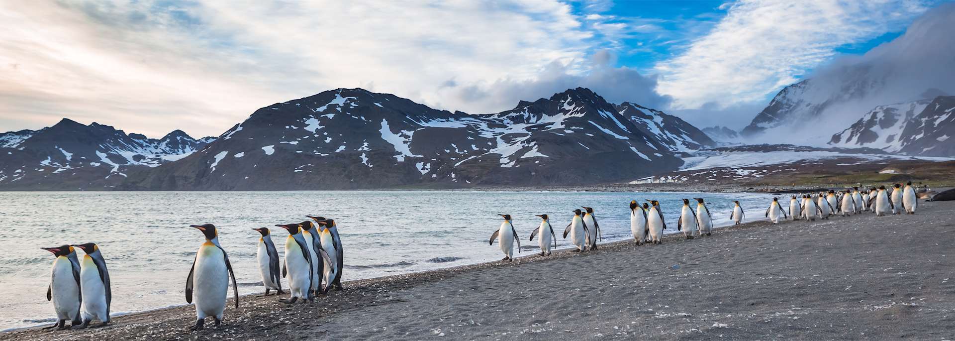 King penguins, South Georgia