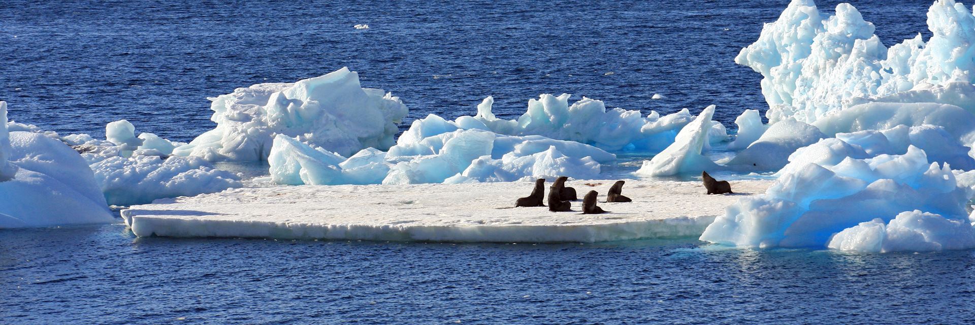 Fur seals on an ice flow, Antarctica