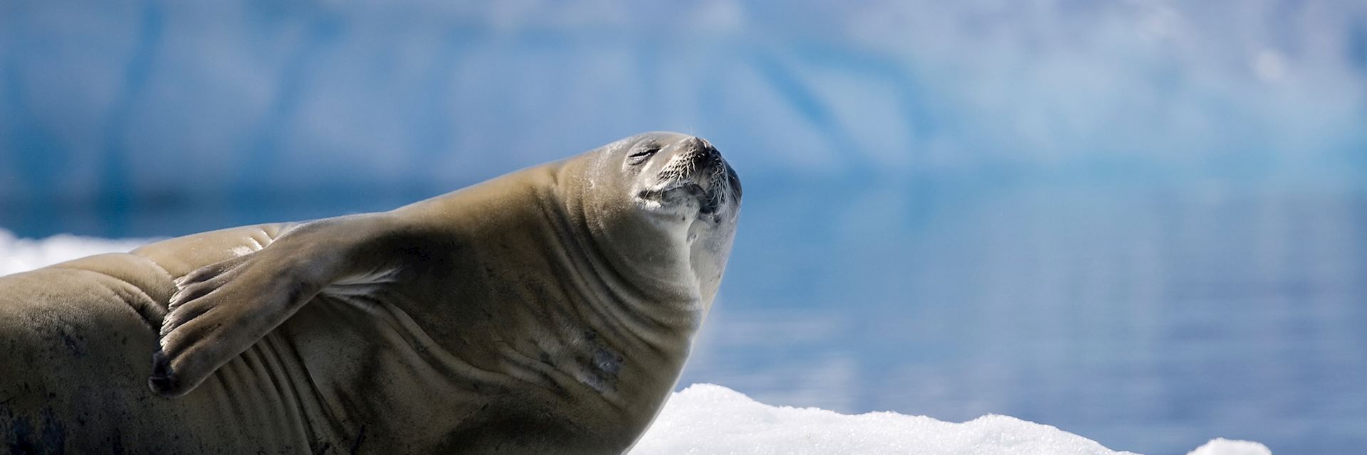 A seal sunbathing in Antarctica