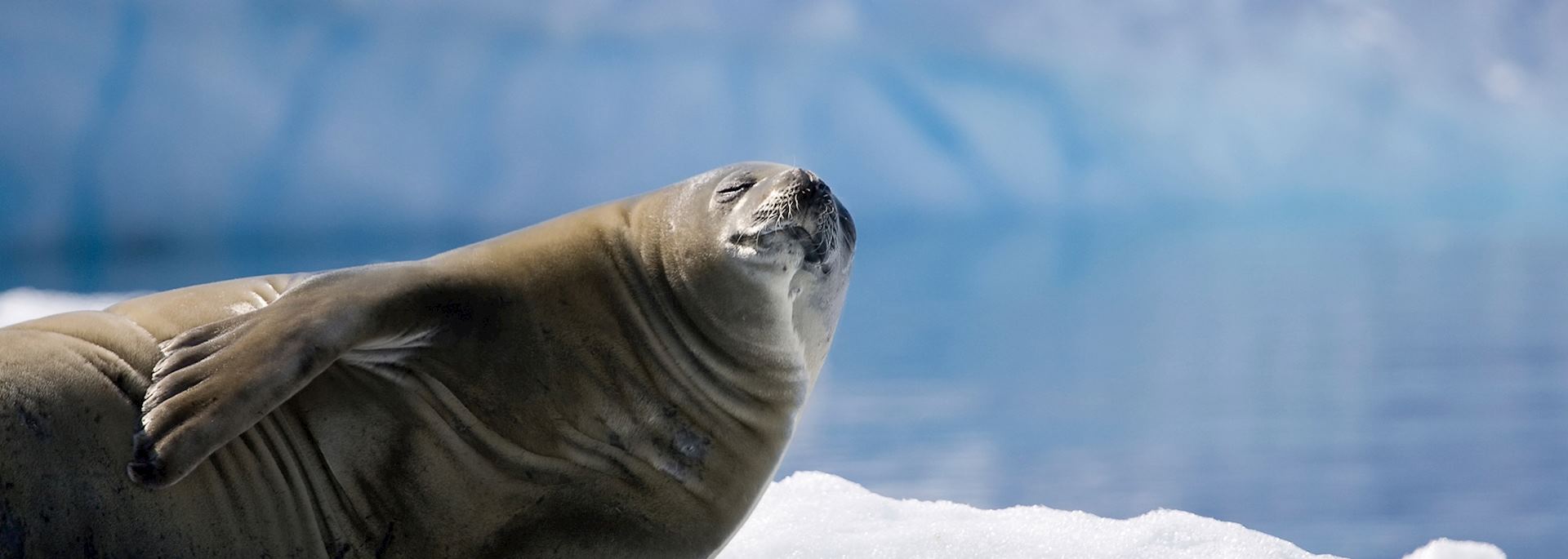 A seal sunbathing in Antarctica