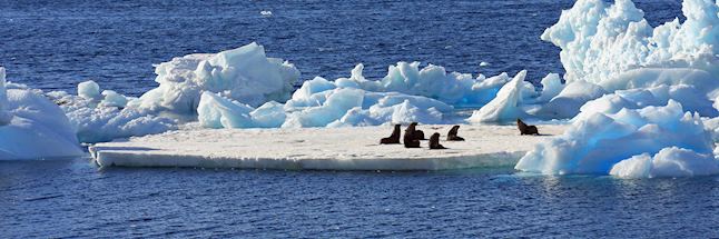 Fur seals on an ice flow, Antarctica Fur seals on an ice flow, Antarctica