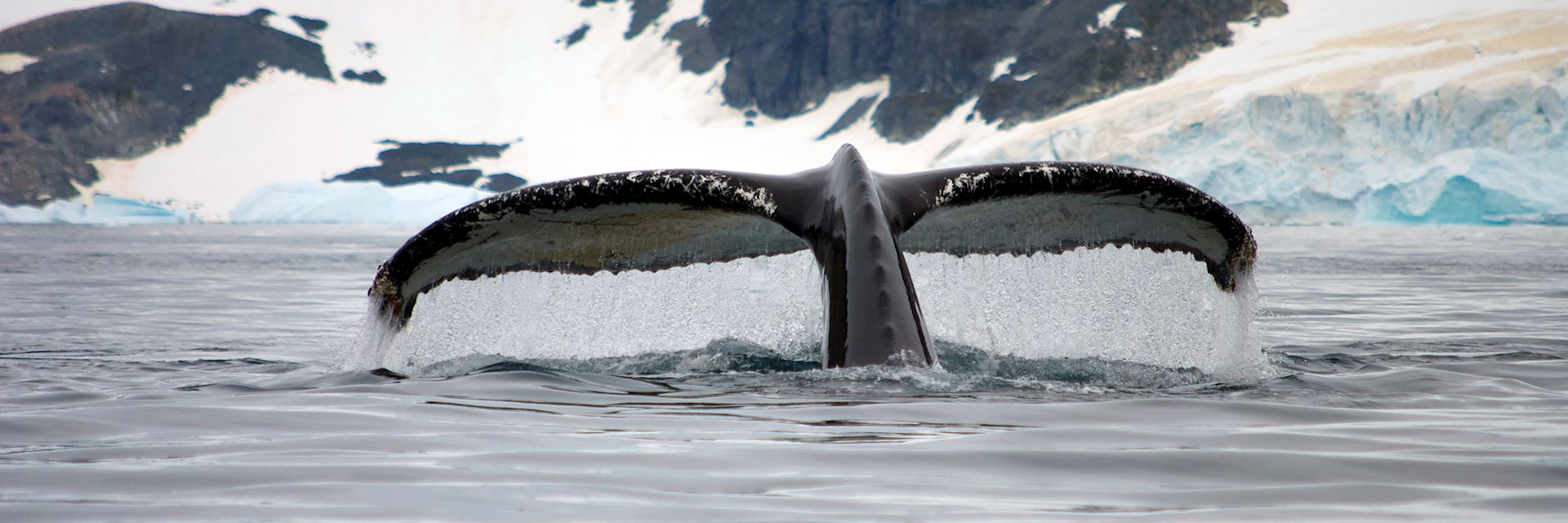 Humpback whale in Antarctica