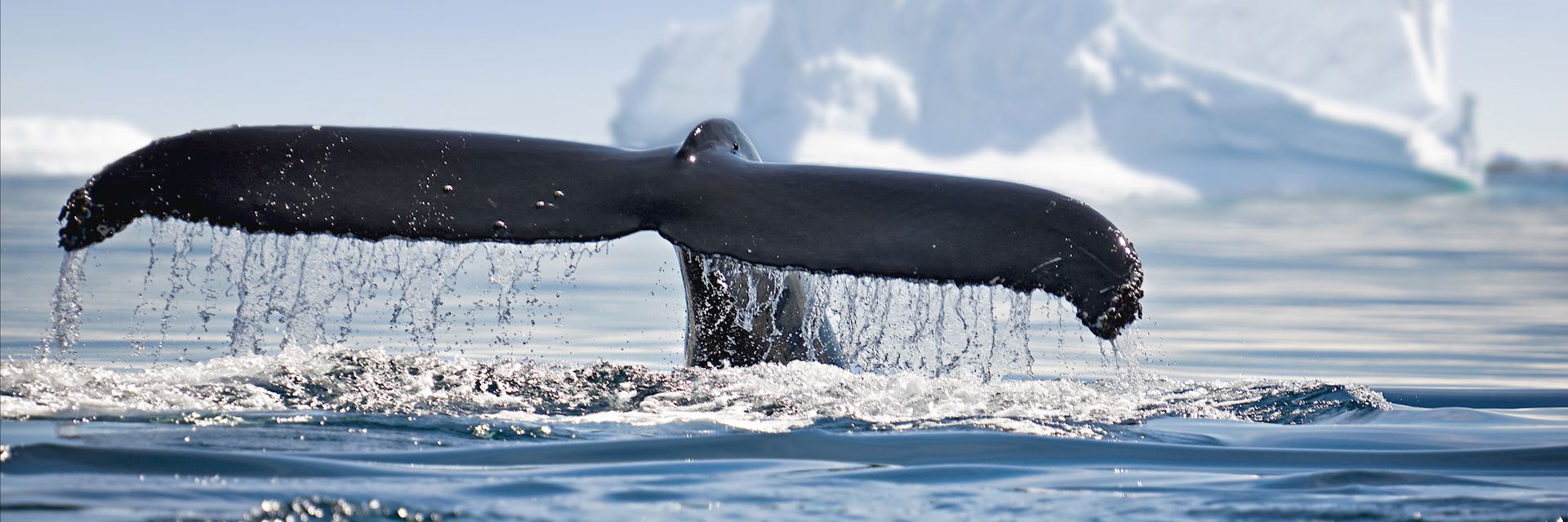 Whale in Antarctica