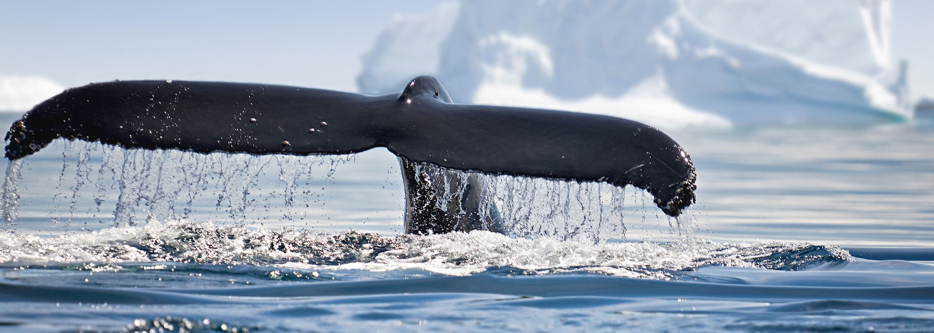Whale in Antarctica