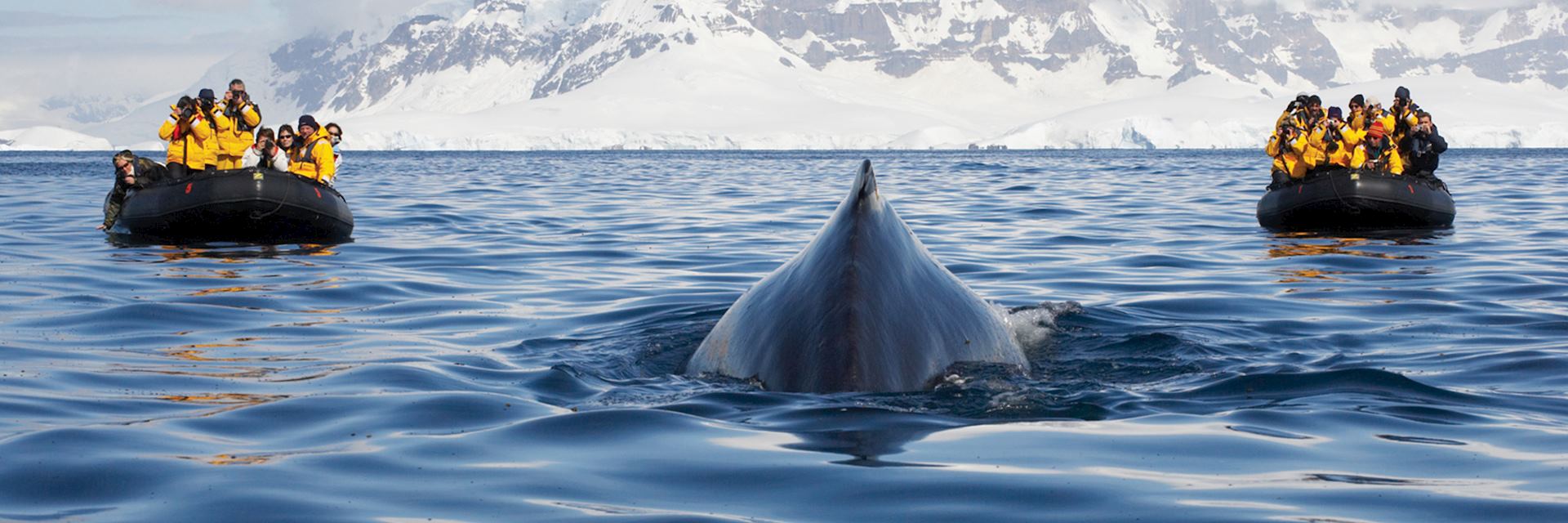 Two zodiac boats have a close encounter with a humpback whale