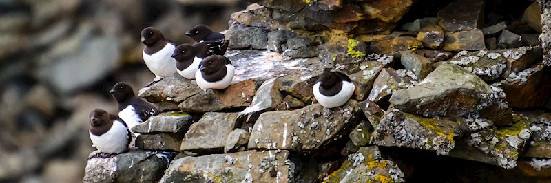 Little auks