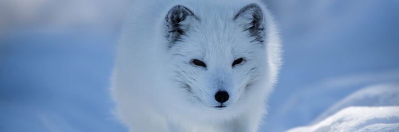 Arctic fox