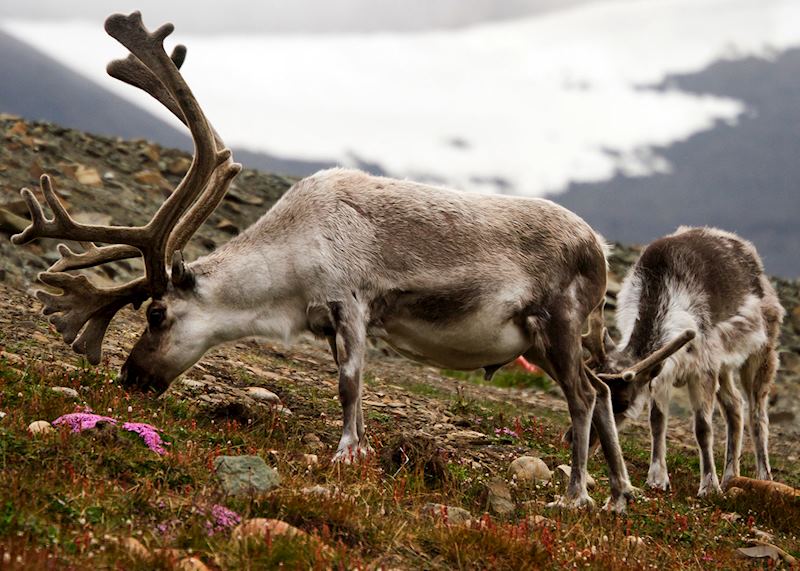 Reindeer