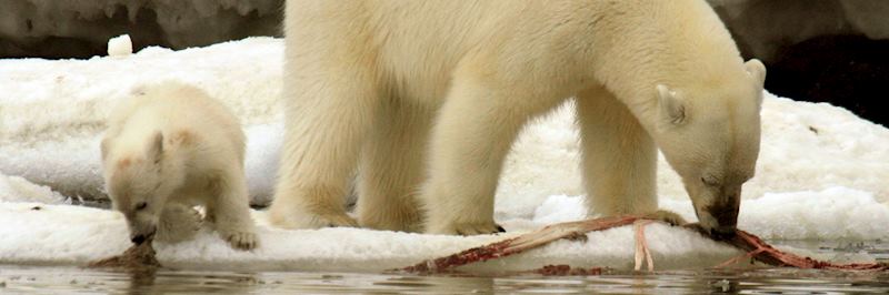 Female polar bear with her cub
