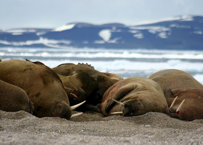 Colony of walruses
