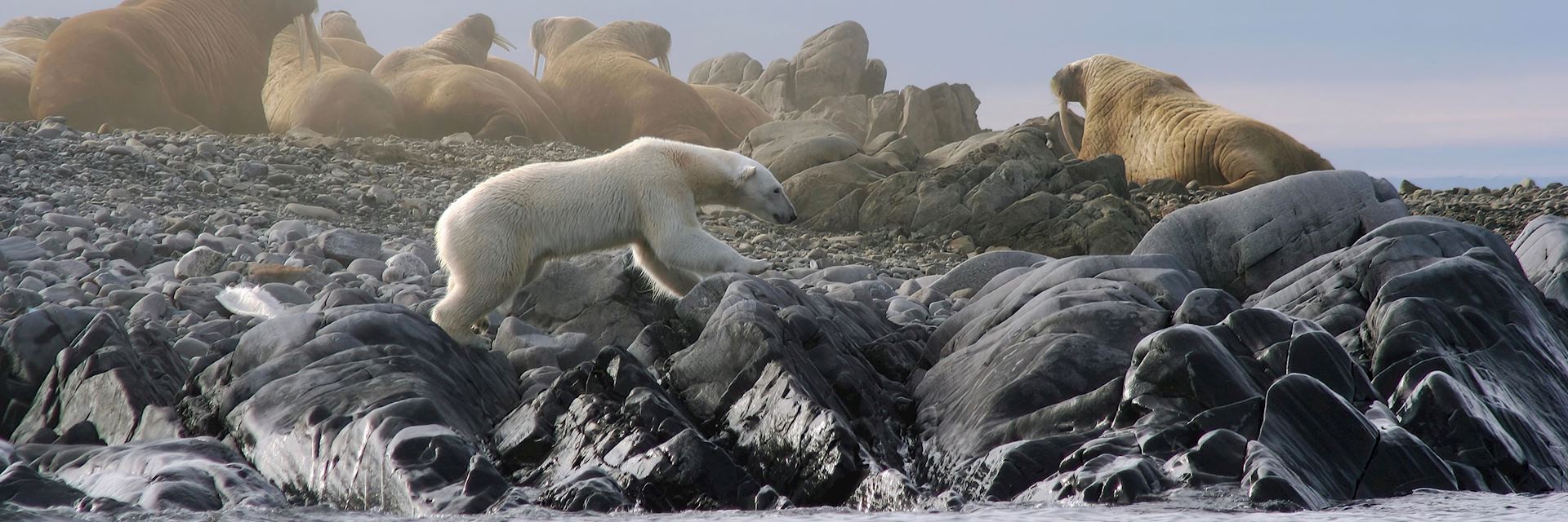 Polar bear and walrus colony spotted on a North Spitsbergen cruise