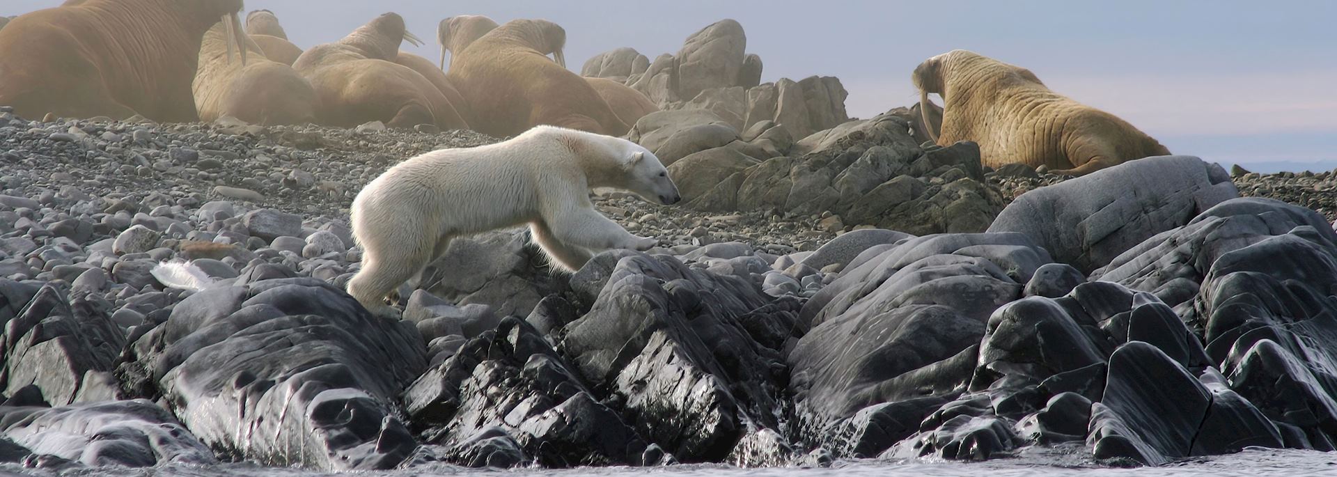 Polar bear and walrus colony spotted on a North Spitsbergen cruise