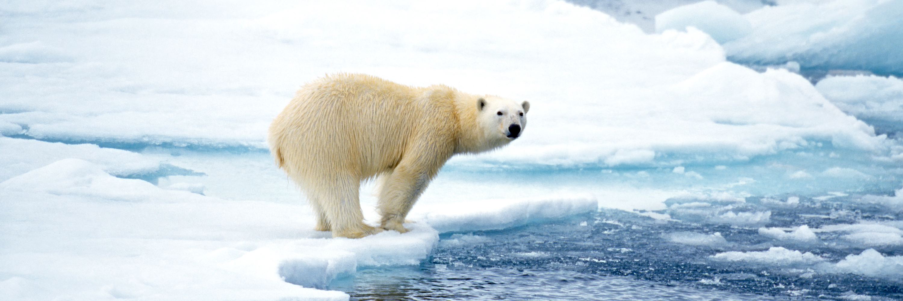 Polar bear about to dive into the Arctic's icy waters