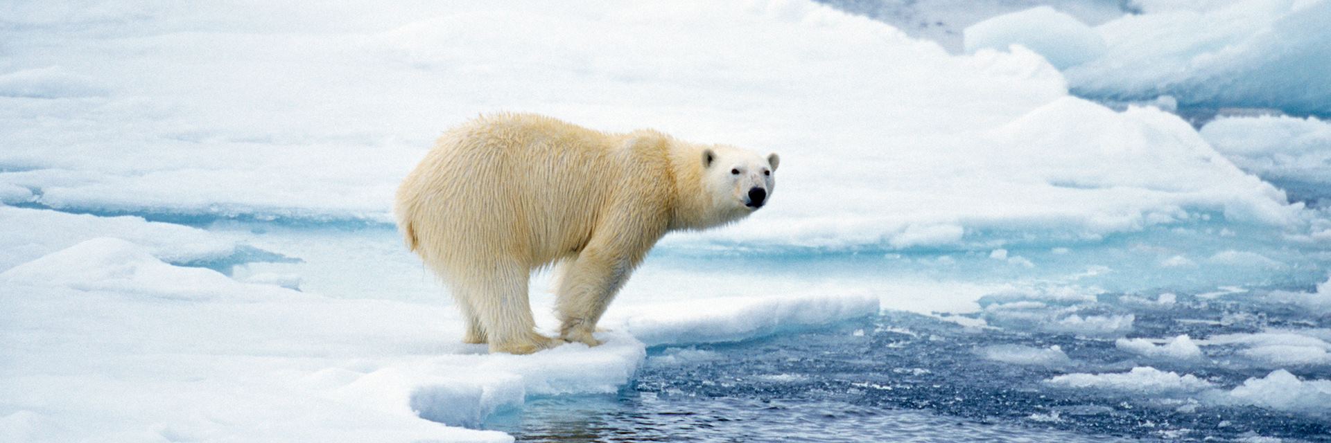 Polar bear about to dive into the Arctic's icy waters